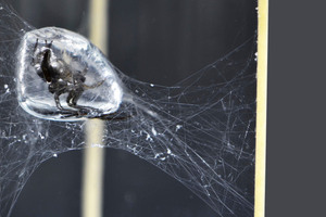  Vorbild aus der Natur: Die Unterwasserspinne Argyroneta aquatica baut unter Wasser ein Netz mit einer stabilen Luftblase   Fotos: ICD/ITKE, Universität Stuttgart 